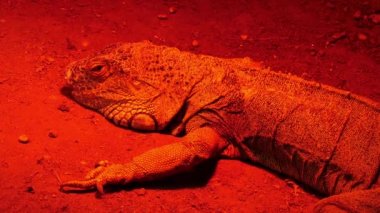 Yeşil iguana,, olarak da bilinen Amerikan iguana, büyük, ağaç, çoğunlukla otçul cins Iguana kertenkele türüdür. Orta, Güney Amerika ve Karayipler için yerel.