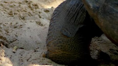 Galapagos kaplumbağası karmaşık veya Galapagos dev kaplumbağa karmaşık (Chelonoidis nigra) kaplumbağa en büyük yaşam türü vardır. Bu kaplumbağa 417 kg ağırlık olabilir.