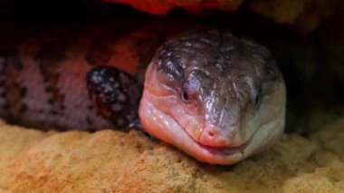 Mavi dilli skinks mahmuzlu cins içeren bazı büyük skink aile (Scincidae) üyeleri Tiliqua oluşturmaktadır. Onlar genellikle mavi dilli kertenkeleler Avustralya'da denir.