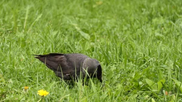 Coloeus monedula, Avrasya, Avrupa veya sadece küçük karga, da bilinen Batı küçük karga (Corvus monedula) familyasından bir kuş türü karga ailesi.