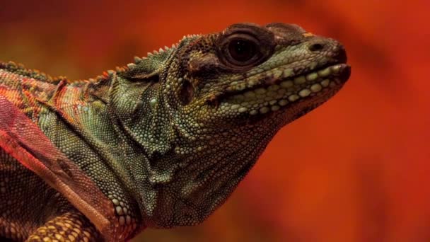 Парусна ящірка Вебера (парусні ящірки weberi), це agamid ящірки, знайшли в Індонезії. Зокрема, є ендеміком Хальмахера і острова Тернате Maluku. Вона має термін служби між 1015 років. — стокове відео