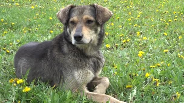 Gray perro callejero se encuentra en la hierba en el parque de la ciudad de verano . — Vídeo de stock