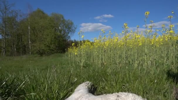 Vecchio teschio bianco di ariete si trova sul terreno vicino al campo con lo stupro giallo in fiore . — Video Stock