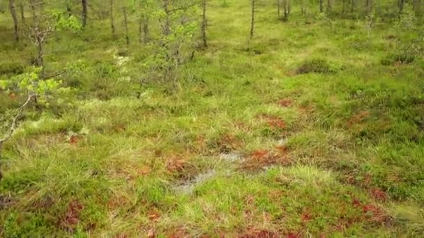 Piccola bella ragazza cammina sul campo paludoso in Viru Raba a Lahemaa, Estonia . — Video Stock