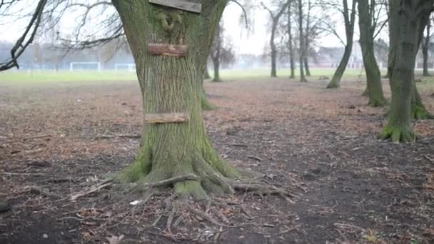 Niña hermosa en chaqueta roja trepa al árbol en un parque de otoño de la ciudad . — Vídeos de Stock