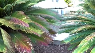 Anıt, Park Del Duque De Rivas Rivas Dükü. Cordova, Endülüs, İspanya.