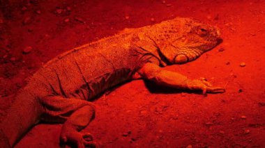 Yeşil iguana,, olarak da bilinen Amerikan iguana, büyük, ağaç, çoğunlukla otçul cins Iguana kertenkele türüdür. Orta, Güney Amerika ve Karayipler için yerel.