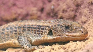 Sudan kertenkele (büyük Gerrhosaurus) kaplama, olarak da bilinen Western kertenkele, büyük kaba ölçekli kaplama Gerrhosauridae kertenkele aile kaplama.