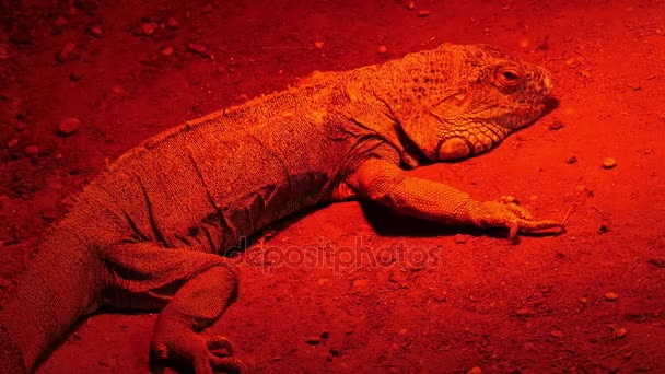 Yeşil iguana,, olarak da bilinen Amerikan iguana, büyük, ağaç, çoğunlukla otçul cins Iguana kertenkele türüdür. Orta, Güney Amerika ve Karayipler için yerel. — Stok video