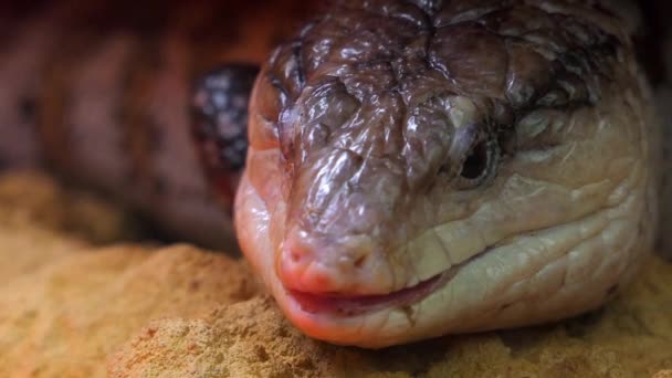 Blue-tongued skinks comprise the Australasian genus Tiliqua, which contains some of largest members of skink family (Scincidae). They are commonly called blue-tongued lizards in Australia. — Stock Video
