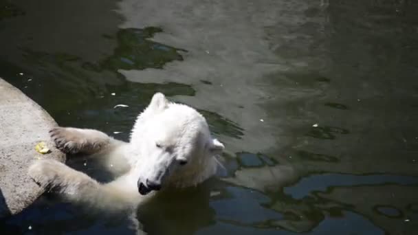 Lední medvěd (Ursus maritimus) je masožravá medvěd, jehož původní areál je z velké části severní polární kruh, zahrnující Severní ledový oceán, jeho okolních mořích a okolní pevniny. — Stock video