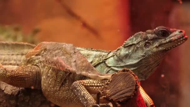 Weber's sailfin lizard (Hydrosaurus weberi), is an agamid lizard found in Indonesia. Specifically, it is endemic to Halmahera and Ternate Islands of Maluku. It has life-span of between 1015 years. — Stock Video