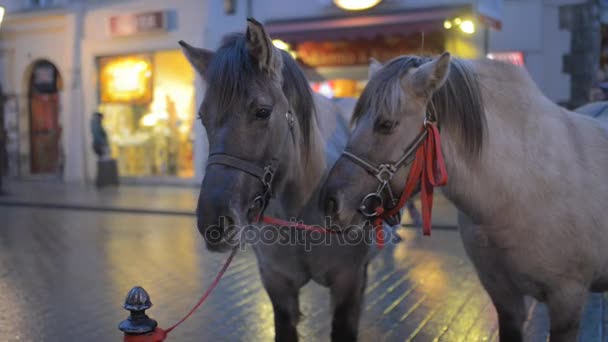 Dois cavalos de coleira na Grodzka Street, em Cracóvia. Cracóvia é a segunda maior e uma das cidades mais antigas da Polónia. Situado no Rio Vístula  . — Vídeo de Stock