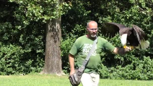 PORTO, PORTUGAL - 22 de abril de 2017: Introdução de um instrutor com aves no Zoológico de Santo Inácio em Portugal . — Vídeo de Stock