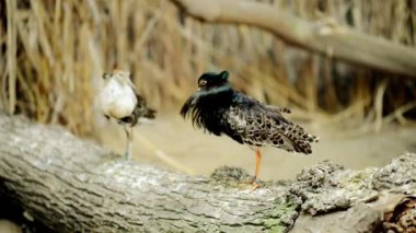 Ruff (Calidris pugnax) orta ölçekli leylekgiller bataklıklar ve ıslak çayır Kuzey Eurasia doğurmak kuştur. Bu son derece sokulgan sandpiper Avrupa, Afrika, Güney Asya ve Avustralya yaşıyor.
