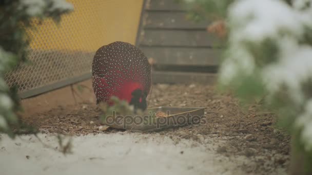 Satyr tragopan (Tragopan satyra) also known as crimson horned pheasant, is pheasant found in Himalayan reaches of India, Tibet, Nepal and Bhutan. They reside in moist oak and rhododendron forests. — Stock Video