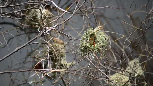 Gouldian finch (Erythrura gouldiae), také známý jako Lady Gouldian finch, městě Goulds finch nebo duhové Finchi, je barevné zpěvný pták strašilek. — Stock video