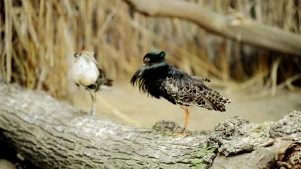 Забияка (Calidris pugnax) - среднеразмерная болотная птица, которая размножается на болотах и влажных лугах по всей северной Евразии. Этот очень общительный песочник живет в Европе, Африке, Южной Азии и Австралии . — стоковое видео