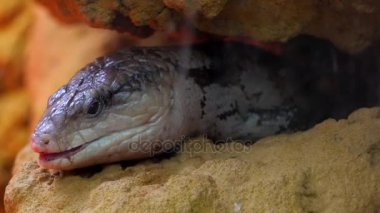 Mavi dilli skinks mahmuzlu cins içeren bazı büyük skink aile (Scincidae) üyeleri Tiliqua oluşturmaktadır. Onlar genellikle mavi dilli kertenkeleler Avustralya'da denir.