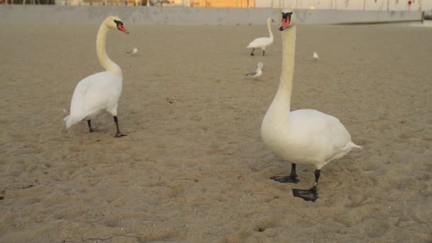 Swans é uma espécie de ave da família Anatidae. Os cisnes parentes próximos incluem gansos e patos. Cisnes com gansos intimamente relacionados na subfamília Anserinae, onde formam a tribo Cygnini . — Vídeo de Stock