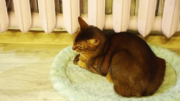 Abisinio es una raza de gato doméstico de pelo corto con distintivo pelaje tabby garrapatas, en el que los pelos individuales se agrupan con diferentes colores. Lleva el nombre de Abisinia (ahora llamada Etiopía ). — Vídeo de stock