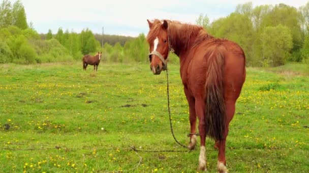 Bay cavallo pascola sul pascolo estivo con erba succosa vicino al villaggio . — Video Stock