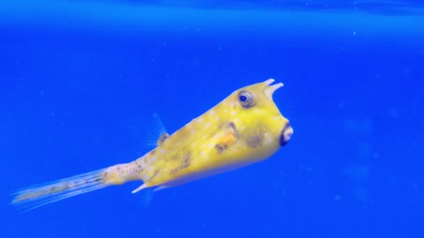 Longhorn cowfish, Lactoria cornuta, που ονομάζεται επίσης boxfish κέρατα, είναι ποικιλία του boxfish από την οικογένεια Ostraciidae, αναγνωρίσιμο από τα μακρά κέρατα που προεξέχουν από το μπροστινό μέρος του κεφαλιού του, εκείνοι της αγελάδας ή δελτίο — Αρχείο Βίντεο
