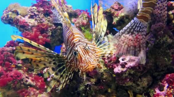 Κόκκινο lionfish (Pterois volitans) είναι δηλητηριώδες κοραλλιογενούς υφάλου ψάρια στην οικογένεια Scorpaenidae, παραγγείλετε Scorpaeniformes. Κόκκινο lionfish είναι επενδυμένα με άσπρες ρίγες εναλλάσσονται με κόκκινη, Μπορντώ, καφέ ρίγες. — Αρχείο Βίντεο