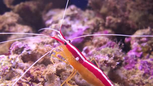 Lysmata amboinensis (Pacific renare räkor) är en allätare räkor. Det anses renare räkor som att äta parasiter och död vävnad från fisk gör upp av dess diet. — Stockvideo