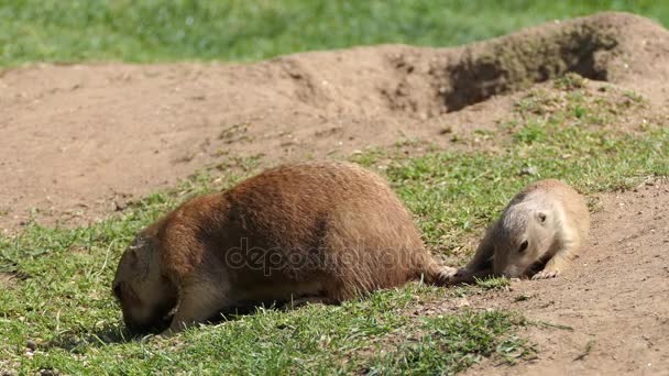 Gula ground ekorren (Spermophilus fulvus) är stor och robust arter med nakna fotsulor på fötterna. Det finns i Afghanistan, Kina, Iran, Kazakstan, Turkmenistan, Uzbekistan och Ryssland. — Stockvideo