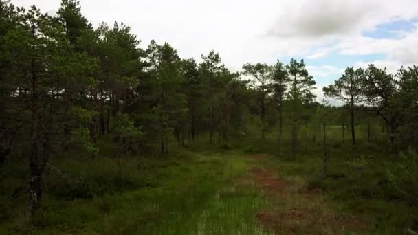 Panorama do campo do pântano em Viru Raba em Lahemaa, Estónia . — Vídeo de Stock