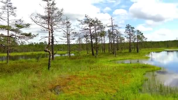 Panorama du champ marécageux de Viru Raba à Lahemaa, Estonie .