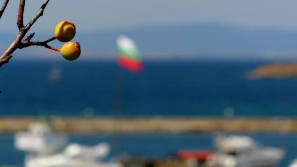 Överföra fokus: bulgariska flaggan i Svarta havet port staden Sozopol nära Burgas i Bulgarien. — Stockvideo