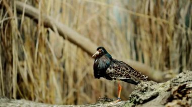 Ruff (Calidris pugnax) orta ölçekli leylekgiller bataklıklar ve ıslak çayır Kuzey Eurasia doğurmak kuştur. Bu son derece sokulgan sandpiper Avrupa, Afrika, Güney Asya ve Avustralya yaşıyor.