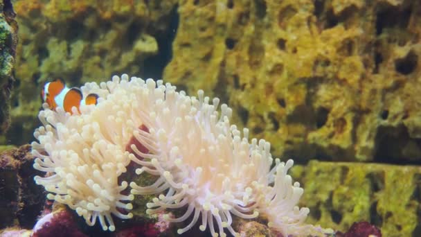 Clownfish lub anemonefish są ryby z podrodziny Amphiprion rodziny garbikowatych. Trzydziestu gatunków są rozpoznawane: jeden w rodzaju Premnas, natomiast pozostałe są w rodzaju Amphiprion. — Wideo stockowe