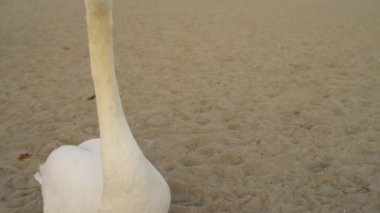 Kuğu cins kuğu içinde ailesinin Anatidae kuşlardır. Kaz ve ördek kuğu yakın akrabalar dahil. İle yakından ilgili kazlar alt familya nerede onlar kabile Cygnini formu kaz Kuğu.