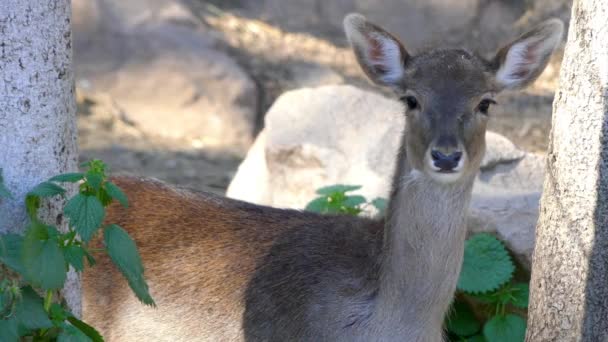 Красный олень (Cervus elaphus) является одним из крупнейших видов оленей. Красные олени населяют большую часть Европы, Кавказских гор, Малую Азию, Иран, части Западной Азии и Центральной Азии. . — стоковое видео