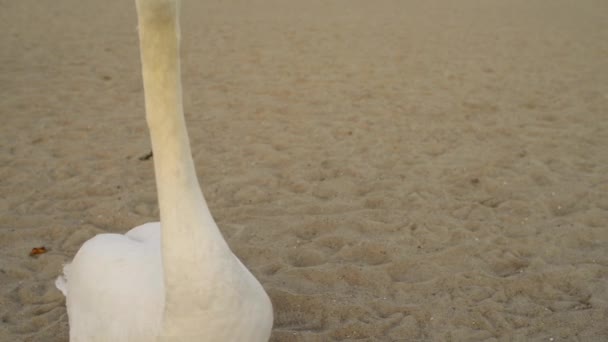 Labutě jsou ptáci čeledi Anatidae v rodu Cygnus. Blízcí příbuzní labutě patří husy a kachny. Labutě s úzce související husy v podčeledi husy, kde se tvoří kmen Cygnini. — Stock video