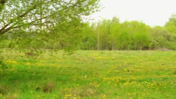 Bay horse grazes on summer pasture with juicy grass near village. — Stock Video