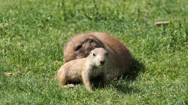 Sarı zemin sincap (Spermophilus fulvus) arka ayakları üzerinde çıplak ayak ile büyük ve sağlam türdür. Bu Afganistan, Çin, Iran, Kazakistan, Türkmenistan, Özbekistan ve Rusya bulunur.