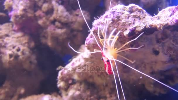 Lysmata amboinensis (Pacific cleaner shrimp) è una specie di gambero onnivoro. È considerato più pulito gamberetti come mangiare parassiti e tessuto morto dal pesce compone la sua dieta . — Video Stock