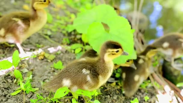 Canard promenades avec ses canetons dans le parc de la ville d'été . — Video