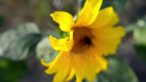 Vacker stor humla sitter på gul solros och samlar nektar. — Stockvideo