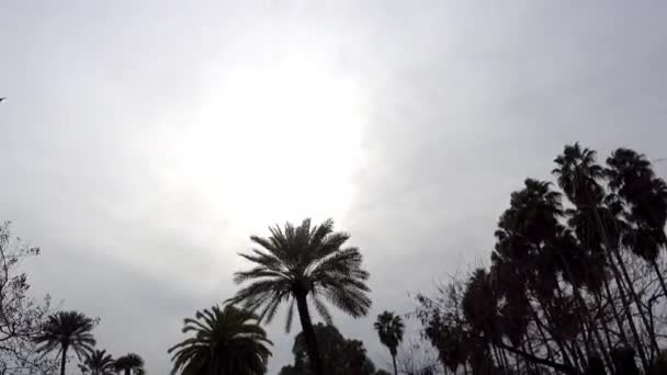 Monumento a Colombo (2014) nei Giardini di Murillo, Andalusia, Siviglia . — Video Stock