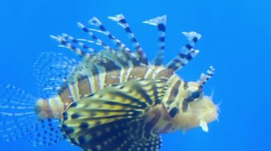 Kırmızı lionfish (Pterois volitans) aile Scorpaenidae, zehirli mercan resif balık Scorpaeniformes sipariş. Kırmızı lionfish beyaz çizgili kırmızı, kahverengi, kahverengi çizgiler ile dönüşümlü olarak bürünmüş.