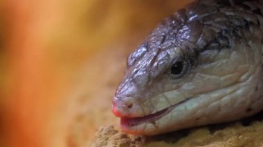 Mavi dilli skinks mahmuzlu cins içeren bazı büyük skink aile (Scincidae) üyeleri Tiliqua oluşturmaktadır. Onlar genellikle mavi dilli kertenkeleler Avustralya'da denir.