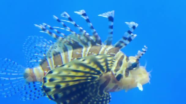 Красная львиная рыба (Pterois volitans) - ядовитая коралловая рифовая рыба в семействе Scorpaenidae, порядок Scorpaeniformes. Рыжие львы одеты в белые полосы, чередующиеся с красными, бордовыми, коричневыми полосками. . — стоковое видео