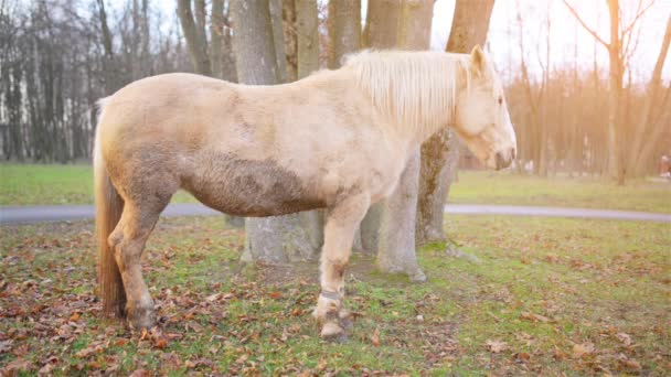 Palomino κοστούμι άλογο βόσκουν σε βοσκοτόπους. Palomino είναι ένα χρώμα παλτό σε άλογα, που αποτελείται από χρυσό παλτό και λευκή χαίτη και ουρά. — Αρχείο Βίντεο