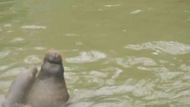 Dél-amerikai oroszlánfóka (Otaria flavescens, korábban Otaria byronia), más néven patagóniai oroszlánfóka, ecuadori, perui, Chilei, argentin, uruguayi és dél-brazil partok. — Stock videók