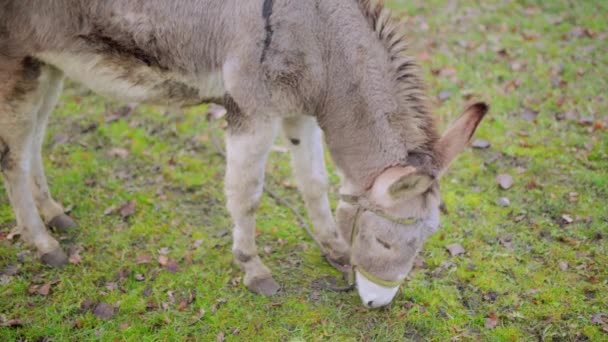 O burro (Equus africanus asinus) é um membro domesticado da família dos equídeos. ancestral selvagem de burro é Africano bunda selvagem . — Vídeo de Stock